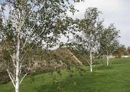 Himalaya Birke Pflanzen Birke