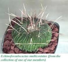 Founded in 1929, the cactus and succulent society of america (cssa) is a worldwide community of avid gardeners, hobby and commercial horticulturists, nurserymen, and professional scientists who all share an appreciation for cacti and other types of succulent plants. Cactus And Succulent Society Of San Jose