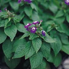 Image result for Browallia speciosa