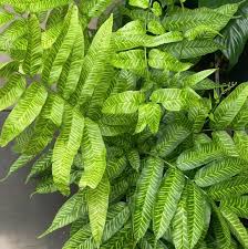 Image result for Coniogramme