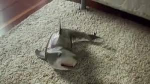 Harleyli Lifelike Baby Shark Facebook