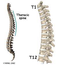 The first internet backbone was between ucla and sli on october 29, 1969 , and today the internet consists of several large. Thoracic Spine Anatomy Eorthopod Com
