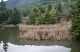 View listing photos, review sales history, and use our detailed real estate filters to find the perfect place. Eight Things To Consider When Building A Pond On Your Woodland Property Osu Extension Service