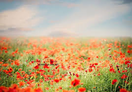 3 Flower Field Background Premade Backdrop Flower Backdrop Etsy Flower Field Photoshop Backdrop Blur Background In Photoshop