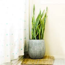 They are of extremely good quality, some may require good maintenance and i'm in the united states and i'm not sure if it would become an invasive species if let loose in some place like florida, but best not to find out. 5 Tall Indoor Plants For Your Home Calloway S Nursery