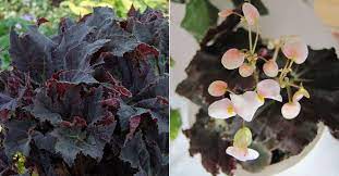 Begonia Black Mamba Is A Medium Sized Begonia With Very Large Star Shaped Almost Black Leaves Begonia Plantopedia Flo Begonia Planting Flowers Plants