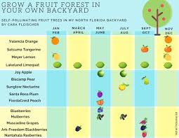 To ensure you get fruit from both. Tallahassee Climate Ripe For Growing A Fruit Forest In Your Backyard