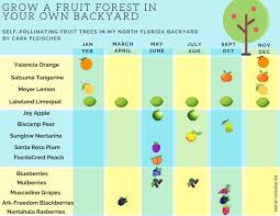 Self pollinating or self fertile trees pear tree are also self pollinating so that you can get a good yield of fruit from just a single tree. Tallahassee Climate Ripe For Growing A Fruit Forest In Your Backyard