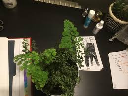 Location in order to support the growth of the maidenhair fern which originates from the humid tropics, you should choose a suitable place for it. Ask A Question Forum Maidenhair Fern Dying Help Garden Org
