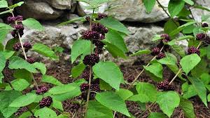 Image result for Uvaria acuminata