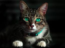 Evde Bakilabilecek 5 Kedi Cinsi Ve Ozellikleri