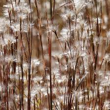 Image result for Andropogon eucomus