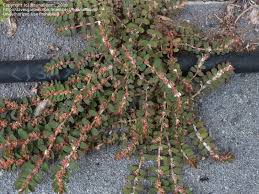 Image result for Euphorbia jubata