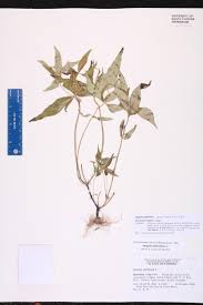 Image result for Spigelia anthelmia