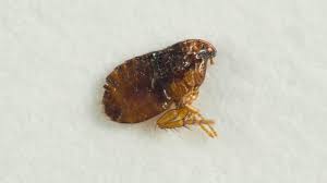How To Tell If You Have Fleas In Your House How To Get Rid Of Them