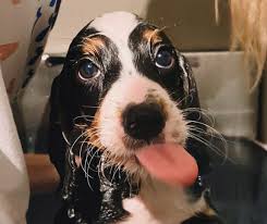 We did not find results for: Bernedoodle 101 10 Fast Bernedoodle Puppy Facts To Make You An Expert Oodle Life