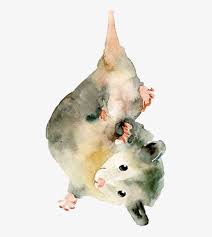Possum Opossum Drawing Transparent Png 1000x1000 Free Download On Nicepng You will get a high resolution 300 dpi png file. possum opossum drawing transparent