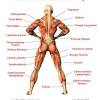 Muscle charts and stretching tips: 1