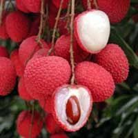 Lychee Litchi Chinensis An Evergreen Tree Originating From China Slow Growing But Reaching Heights Of 35 It Has Attractive Pinn In 2020 Lychee Fruit Fruit Lychee