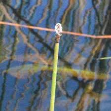 Image result for Eleocharis variegata