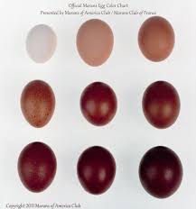 Maran Egg Color Chart Maran Chickens Chicken Eggs Best