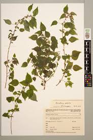 Image result for Parietaria debilis