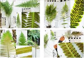Image result for Amauropelta bergiana