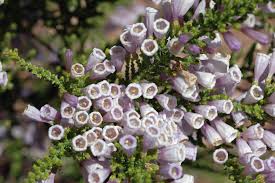 Image result for Fabiana imbricata