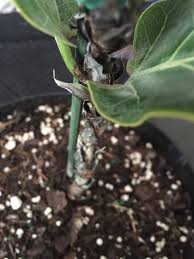 Tell the story of one of your team mates that is. Fiddle Leaf Fig Stem Growths