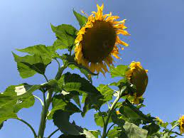 Our weekend adventures seem that much sweeter this time of year, and new jersey doesn't disappoint when it comes to fun activities to do in summer. Sunflower Summer U Pick Veggie Event Going On At Reno S Ferrari Farms