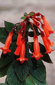 Image result for Kohleria