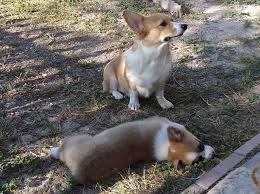 These pembroke welsh corgi puppies are friendly & energetic. Frequently Asked Questions About Corgi Bison Ridge Corgis