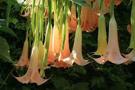 Pin On Flowers To Paint