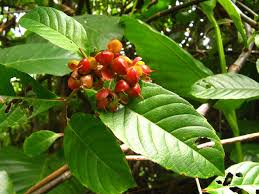 Image result for Tetracera alnifolia