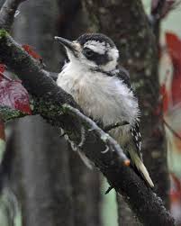 Alibaba.com offers 10,913 baby bird products. What To Watch For In Your Yard Young Woodpeckers The Zen Birdfeeder