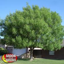 Not all flowering trees can survive in arizona's climate, though. Image Result For Bonita Ash Best Shade Trees Shade Trees Fast Growing Shade Trees