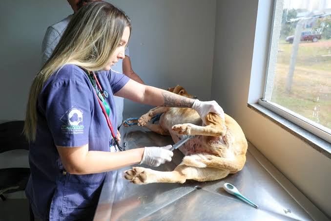 Hospital Veterinário Público do DF registra cerca de 10 mil atendimentos no primeiro semestre de 2025 | Jornal de Brasília