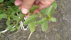 Image result for Sida dregei