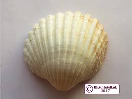 identifying shells