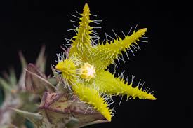 Image result for Orbea dummeri