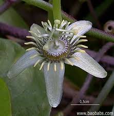 Image result for Passiflora suberosa