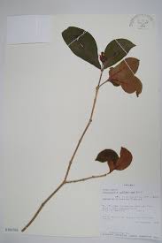 Image result for Schizozygia coffaeoides