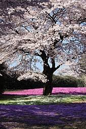 These trees grow quickly, and some states, such as. Cherry Blossom Wikipedia
