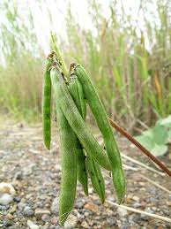 Image result for Vigna radicans