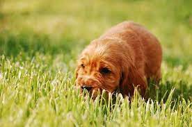 Why Do Dogs Eat Grass Your Dog Puppies Pet Dogs