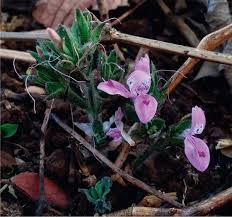 Image result for Dicliptera