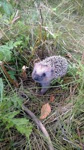 Cute To See One In The Wild Hedgehogs Are The Current Hipster Pet Cute Hedgehog Hedgehog Pet Baby Hedgehog