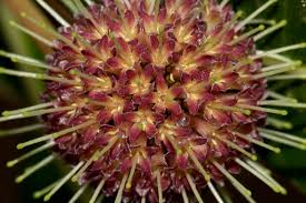 Image result for Breonadia