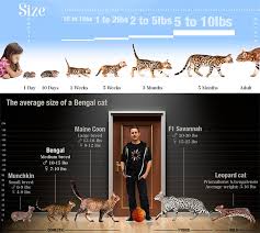 Bengal Cat Breed Faq Informations On Bengal Cats