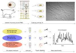 Another important thing to note is water. High Glucose Treatment Promotes Extracellular Matrix Proteome Remodeling In Muller Glial Cells Peerj